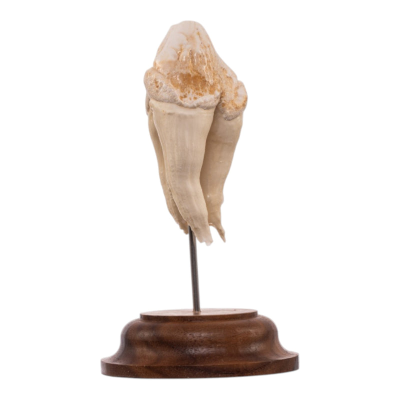 Real Hippopotamus Tooth on Stand