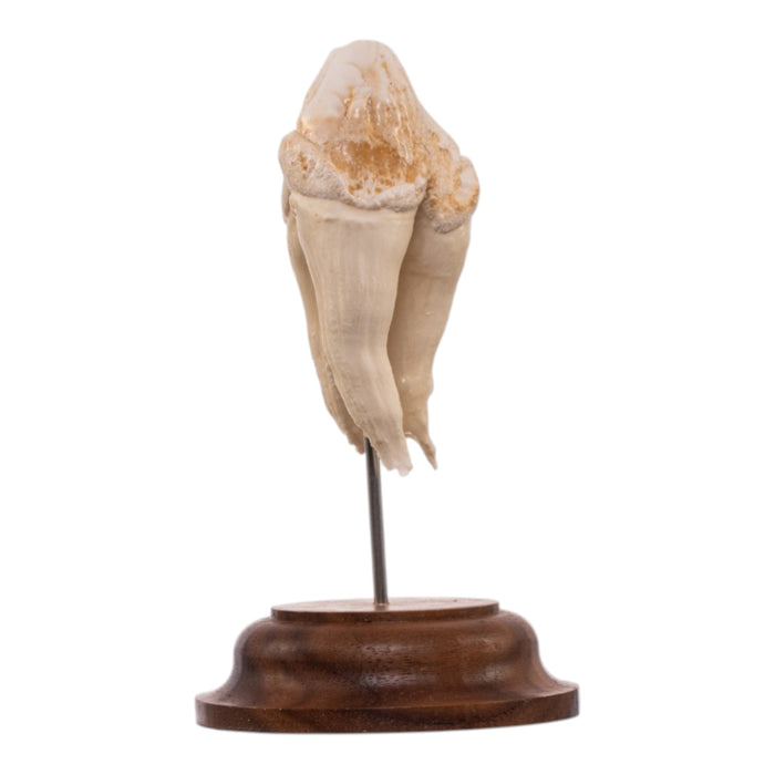 Real Hippopotamus Tooth on Stand