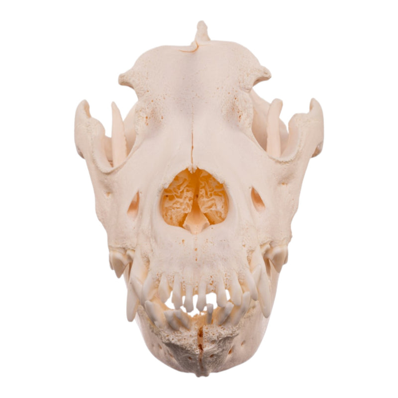 Real Extra Large Domestic Dog Skull