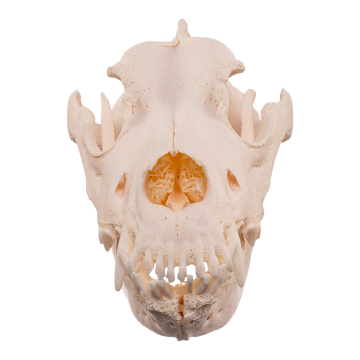 Real Extra Large Domestic Dog Skull