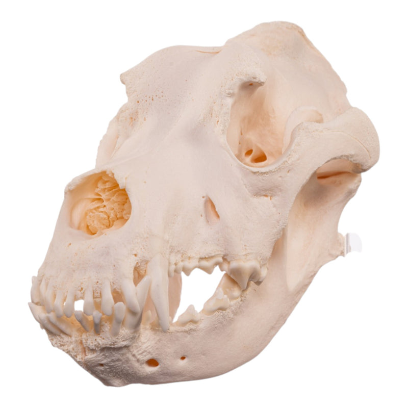 Real Extra Large Domestic Dog Skull