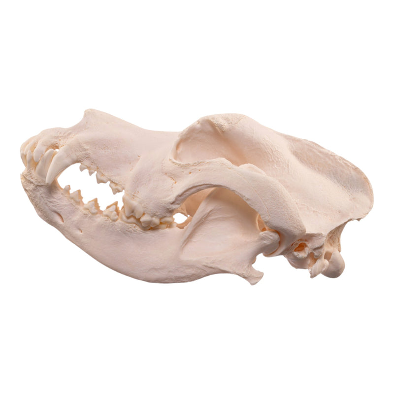 Real Extra Large Domestic Dog Skull