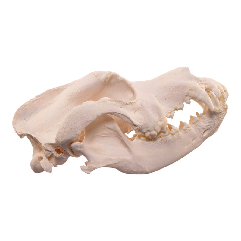 Real Extra Large Domestic Dog Skull