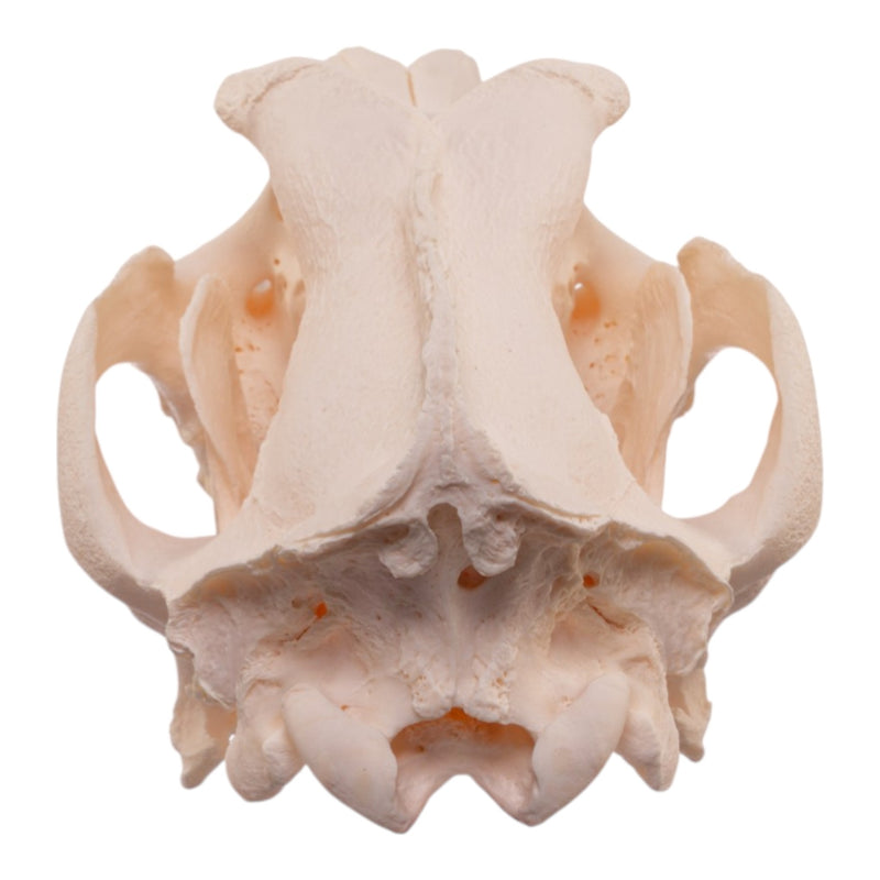 Real Extra Large Domestic Dog Skull