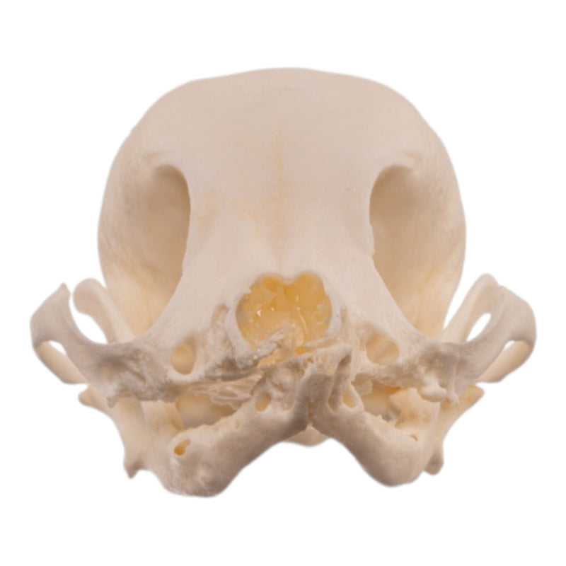 Real Domestic Dog Skull - Pathology