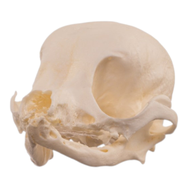 Real Domestic Dog Skull - Pathology