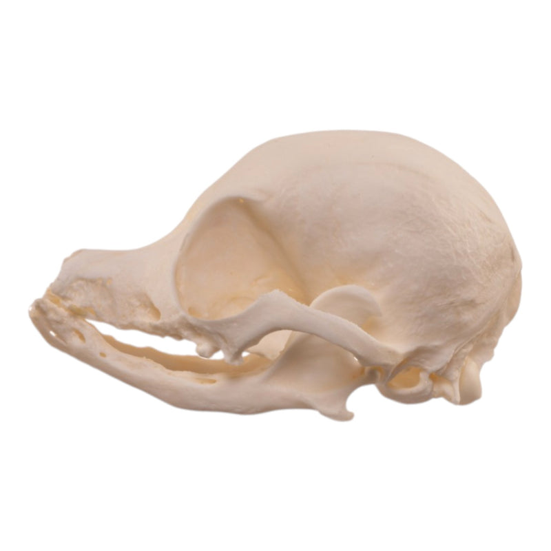 Real Domestic Dog Skull - Pathology