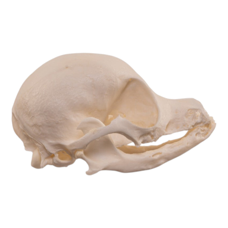 Real Domestic Dog Skull - Pathology