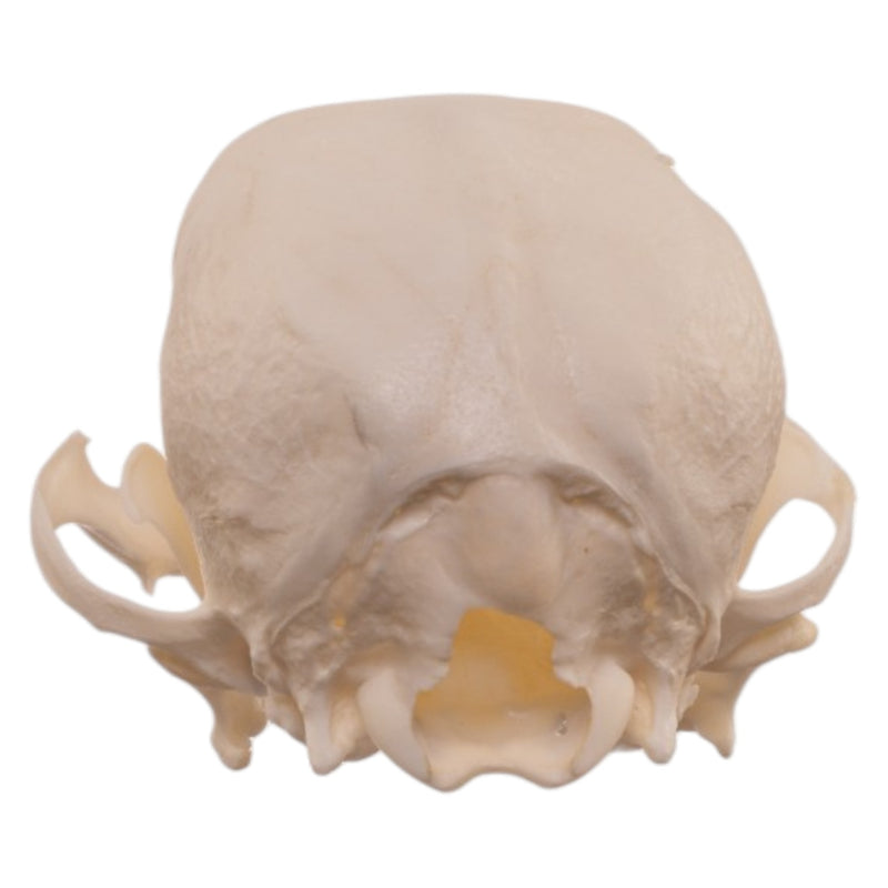 Real Domestic Dog Skull - Pathology