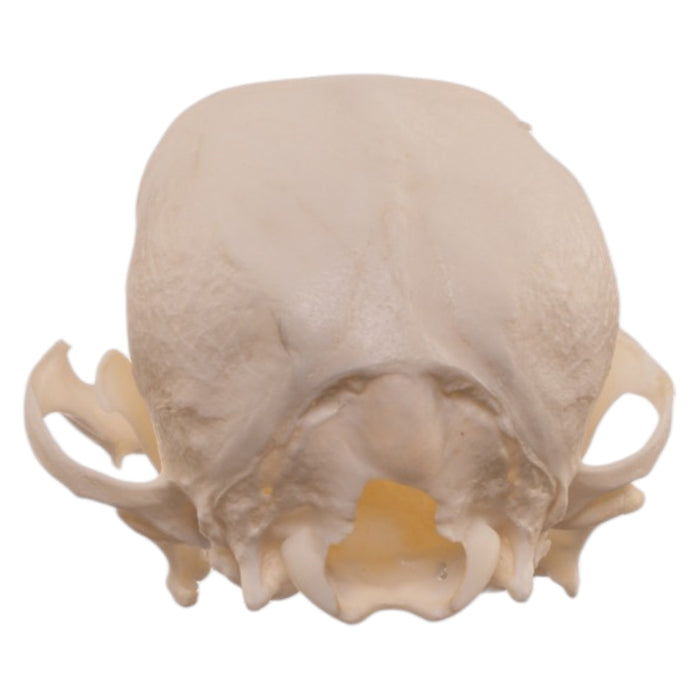 Real Domestic Dog Skull - Pathology