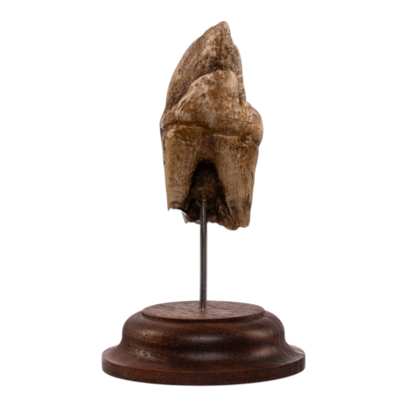 Real Hippopotamus Tooth on Stand