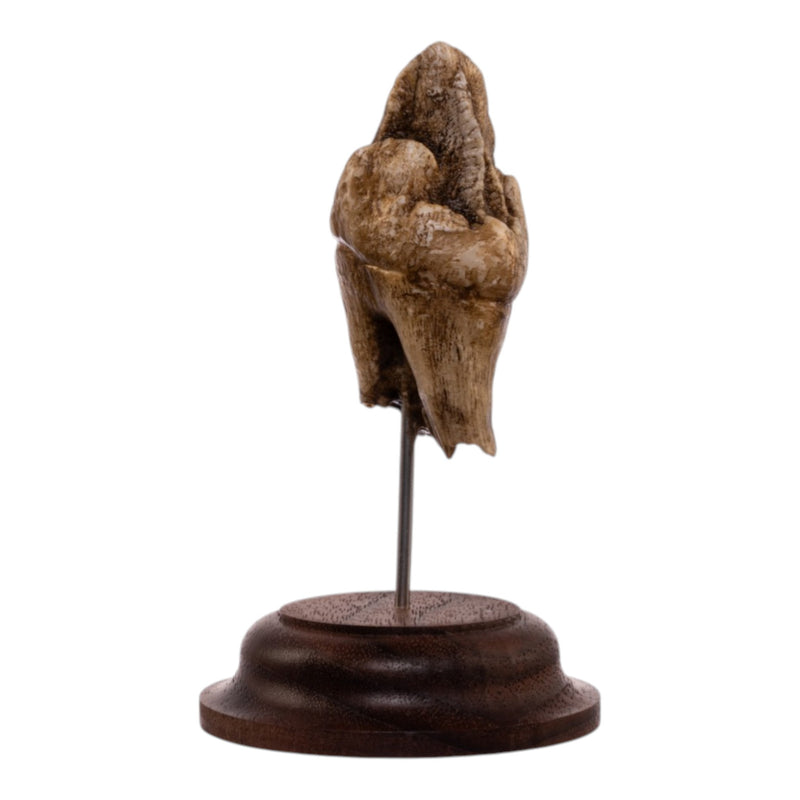 Real Hippopotamus Tooth on Stand