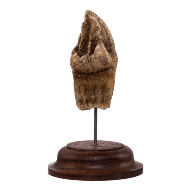 Real Hippopotamus Tooth on Stand