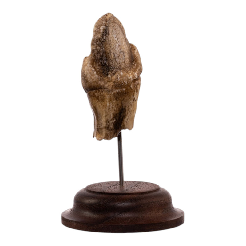 Real Hippopotamus Tooth on Stand