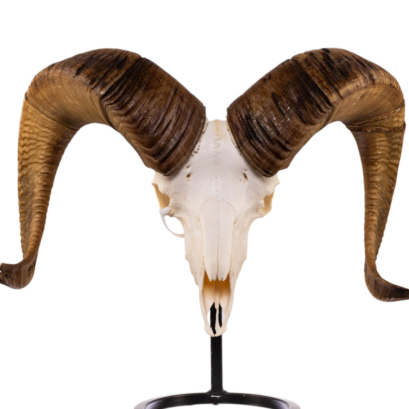 Metal Skull Mount - The Sheep Table Bracket