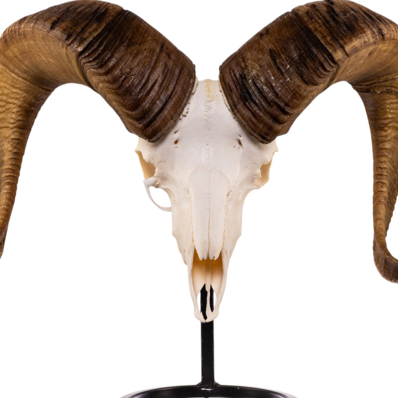 Real Bighorn Sheep Skull