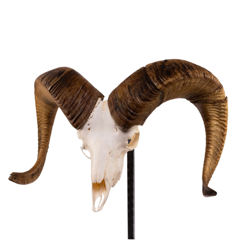 Real Bighorn Sheep Skull
