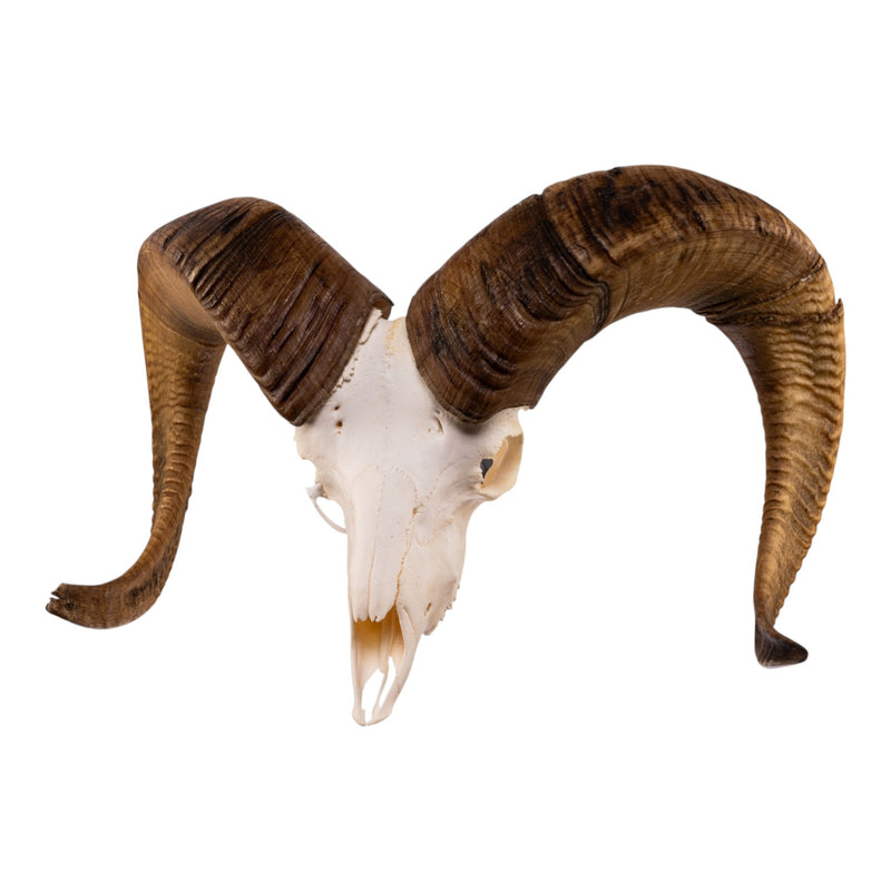 Real Bighorn Sheep Skull