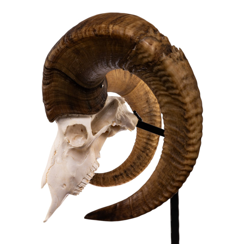 Real Bighorn Sheep Skull