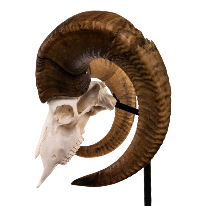 Metal Skull Mount - The Sheep Table Bracket