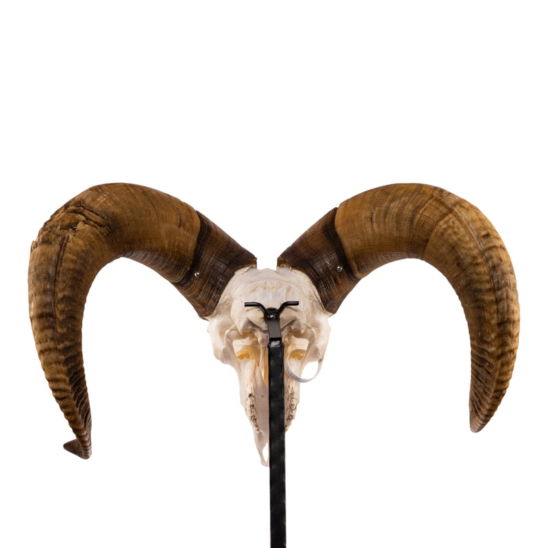 Real Bighorn Sheep Skull