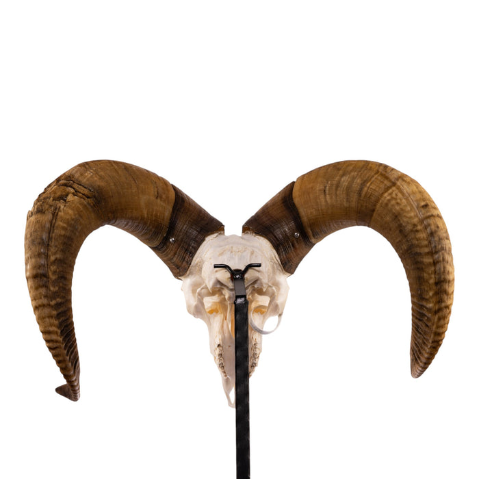 Real Bighorn Sheep Skull