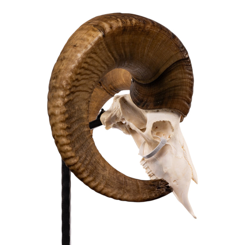 Real Bighorn Sheep Skull