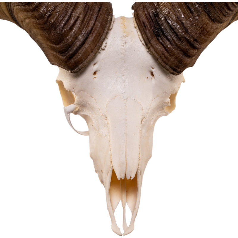 Real Bighorn Sheep Skull
