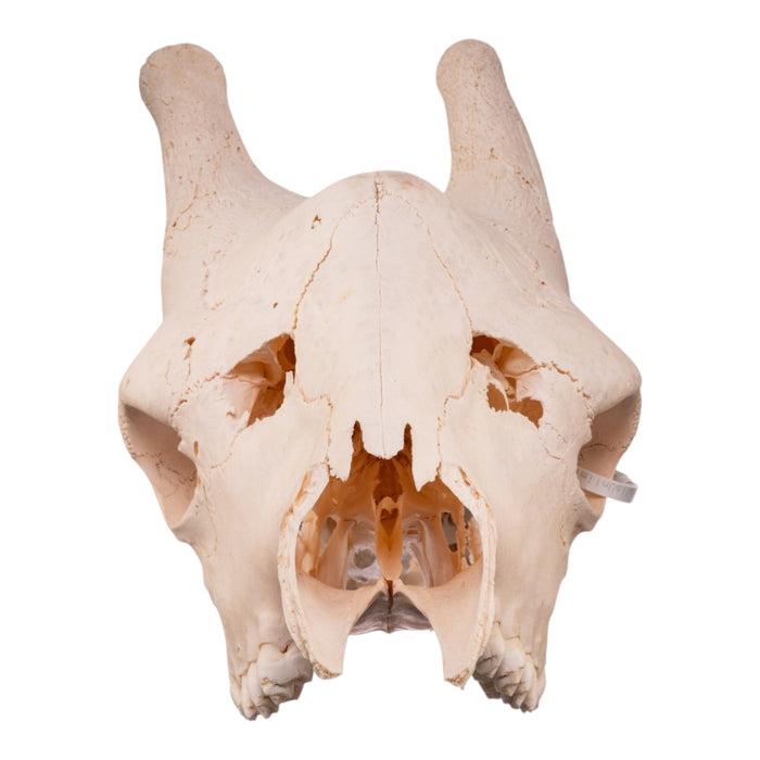 Real Southern Giraffe Skull - Male