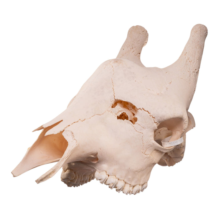 Real Southern Giraffe Skull - Male