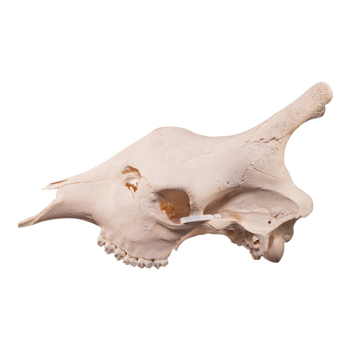 Real Southern Giraffe Skull - Male