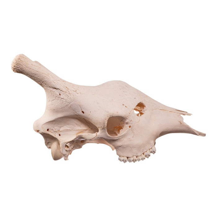 Real Southern Giraffe Skull - Male