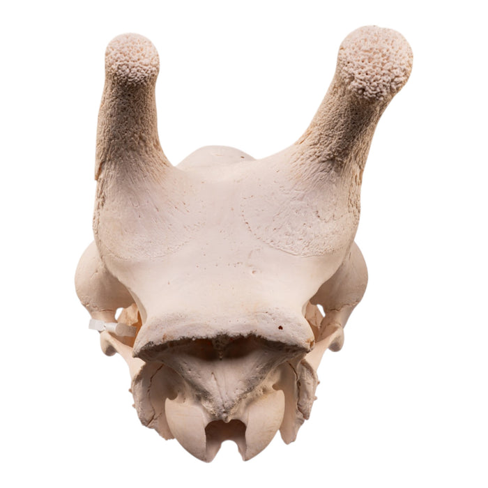 Real Southern Giraffe Skull - Male