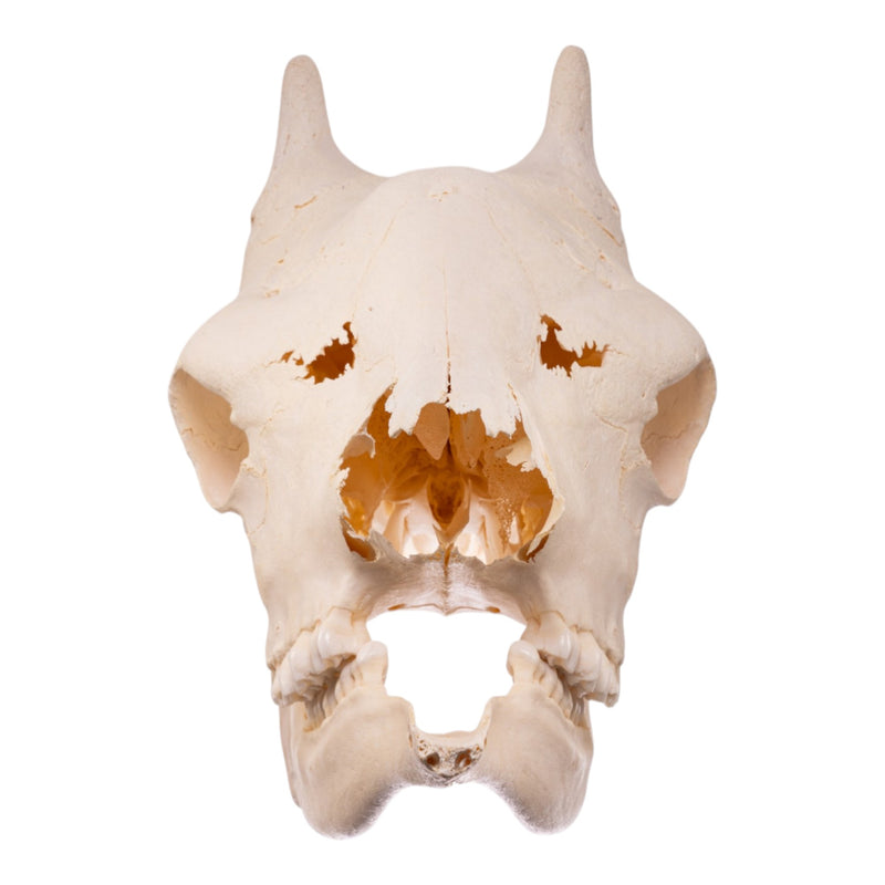 Real Southern Giraffe Skull - Female