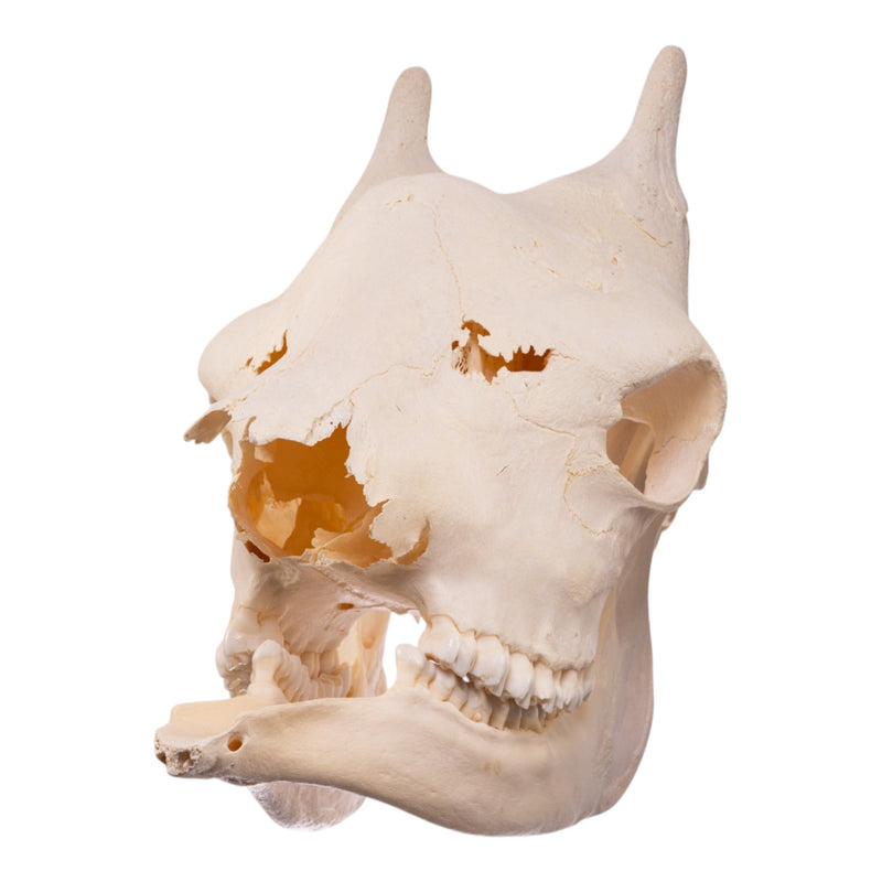 Real Southern Giraffe Skull - Female