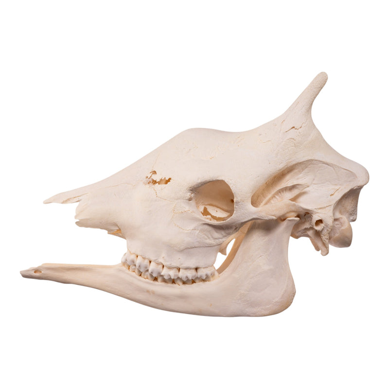 Real Southern Giraffe Skull - Female