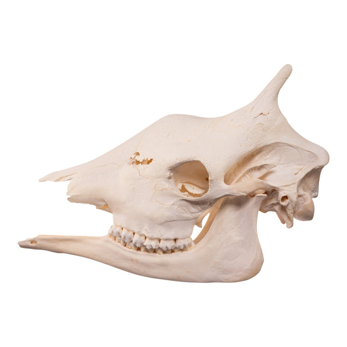 Real Southern Giraffe Skull - Female