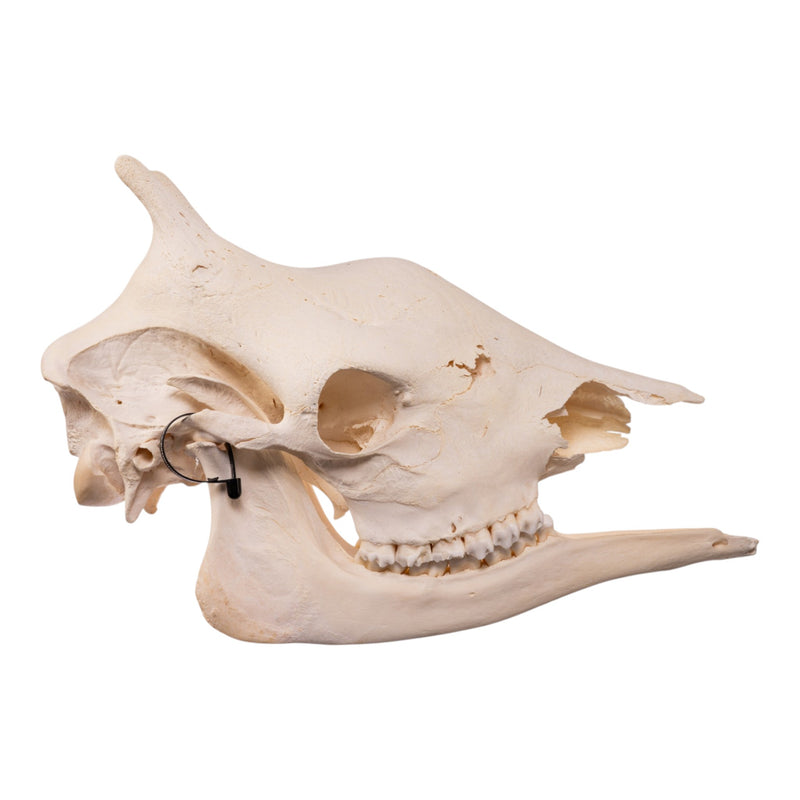 Real Southern Giraffe Skull - Female