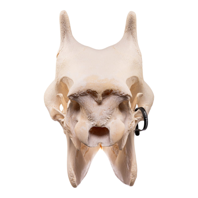 Real Southern Giraffe Skull - Female