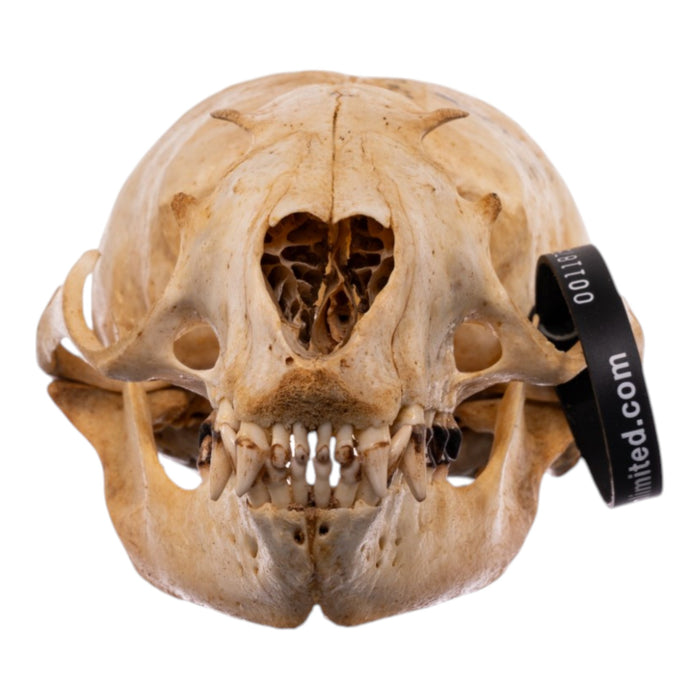 Real Sea Lion Skull - Female