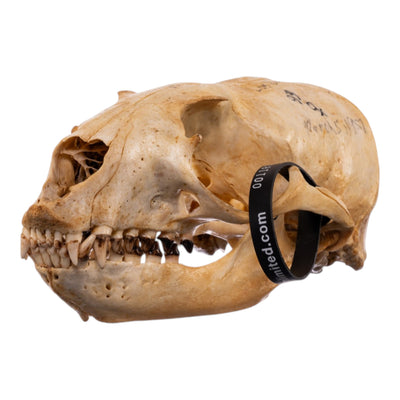 Real Sea Lion Skull - Female