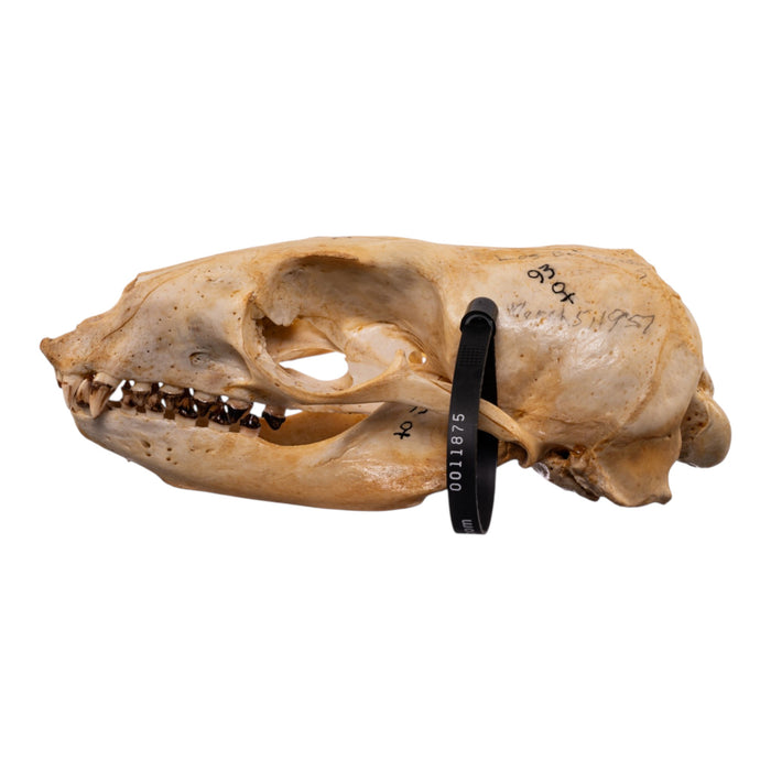 Real Sea Lion Skull - Female