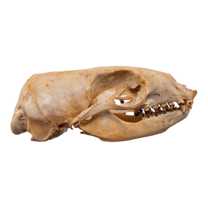 Real Sea Lion Skull - Female