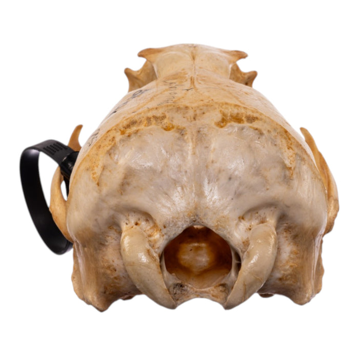 Real Sea Lion Skull - Female