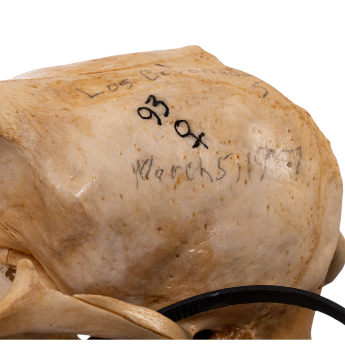 Real Sea Lion Skull - Female