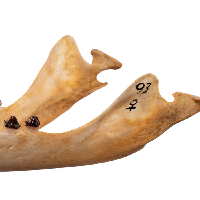 Real Sea Lion Skull - Female