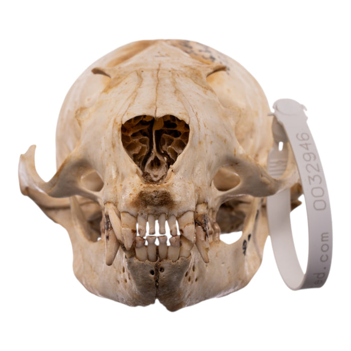 Real Sea Lion Skull - Female