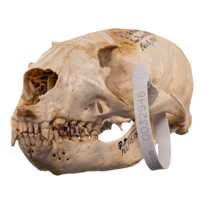 Real Sea Lion Skull - Female