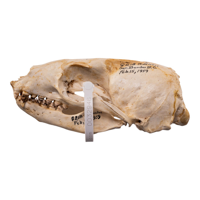 Real Sea Lion Skull - Female