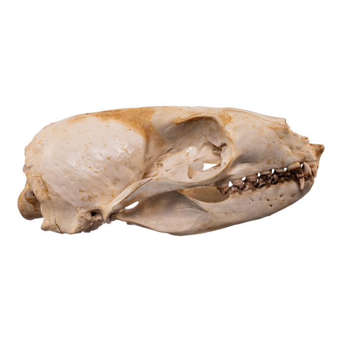 Real Sea Lion Skull - Female